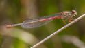 Ceriagrion tenellum female-1762